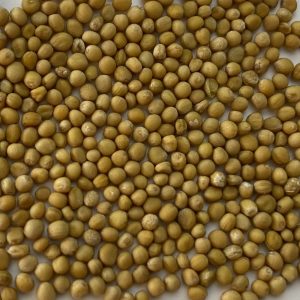 Mustár [25kg/zsák]